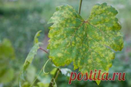 Топ-5 самых опасных болезней винограда | Виноград (Огород.ru)