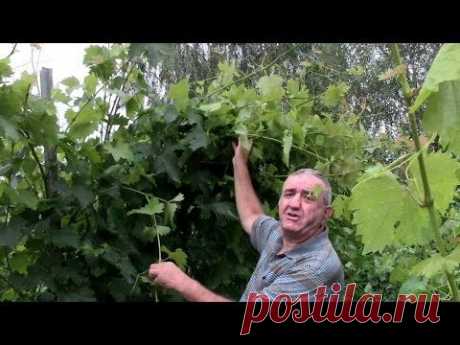 Летняя чеканка (укорачивание) побегов винограда