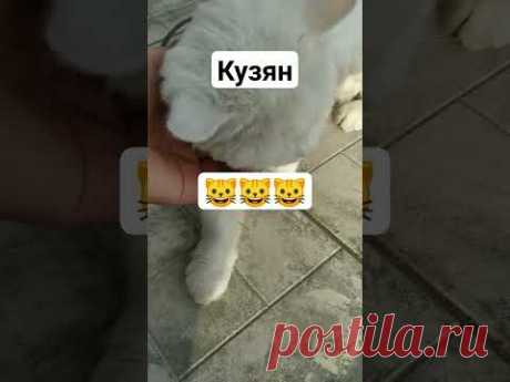 Ты с прической, я с прической 🐱❤💋🐱❤💋🐱❤💋