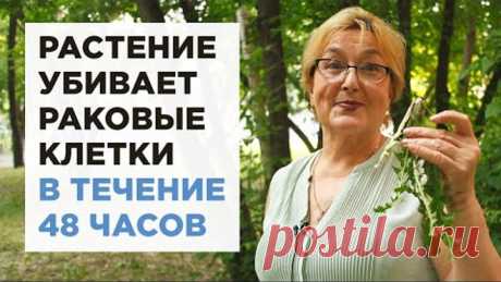 Трава которая убивает раковые клетки в течение 48 часов