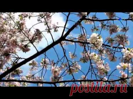 ♡ Sound of Silence - FRANCIS GOYA (romantic guitar in spring) - YouTube