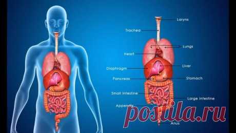 ВСЕ ВНУТРЕННИЕ ОРГАНЫ ЧЕЛОВЕКА — Яндекс: нашлось 5 тыс. результатов