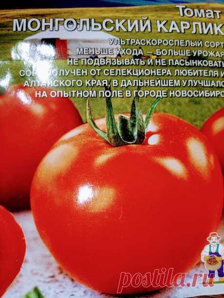 Сажаю томат для ленивых | ковалева ирина | Яндекс Дзен
