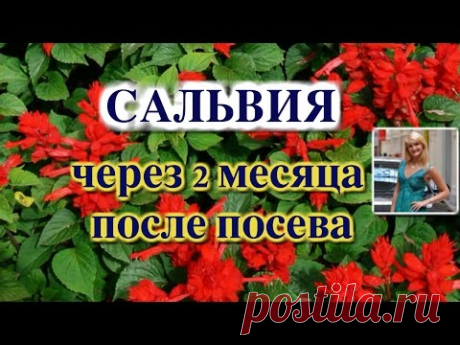 САЛЬВИЯ ЧЕРЕЗ 2 МЕСЯЦА ПОСЛЕ ПОСЕВА