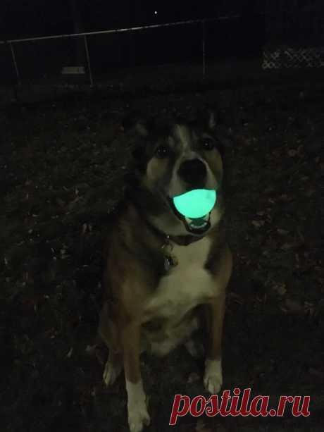 Зарядная УФ-станция для мяча с люминофором Многие собаки и кошки любят играть с различными игрушками. Создана целая индустрия по производству таких игрушек. Наряду с другими большой популярностью пользуются мячи. Собаки очень любят за ними бегать. Мячи бывают разные и среди них есть светящиеся мячи. Такие мячи очень удобны в ночное время.