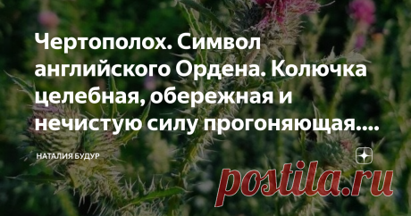 Чертополох. Символ английского Ордена. Колючка целебная, обережная и нечистую силу прогоняющая. Легенды о травах Колюч чертополох, сразу до крови поцарапает.    А почему его называют чертополохом на Руси? Правильно – от него черти убегают. Заполошными становятся - и врассыпную. Это сильнейшей растение оберег.   А в Шотландии чертополох – государственный символ. Он прогнал почти что чертей средневековья – викингов, которые – аки тати в нощи – собирались напасть на шотландск...