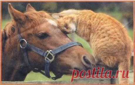 Tigger the cat and his horse friend Annie. | Animals are so much nice…