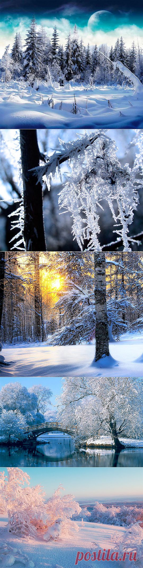 Зимний лес (49 фото) природа, деревья картинки видео