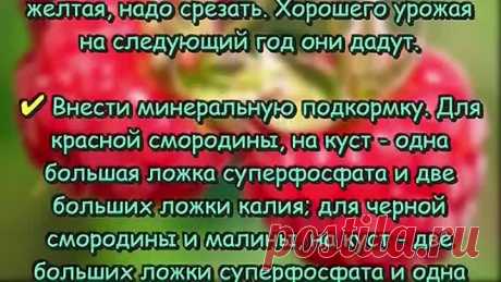 Как обрабатывать кусты МАЛИНЫ и СМОРОДИНЫ после снятия урожая Уход за кустарниками Дачные СОВЕТЫ