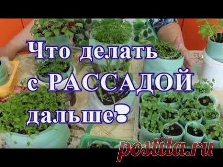 Что делать с рассадой дальше. Отчет по рассаде. - YouTube