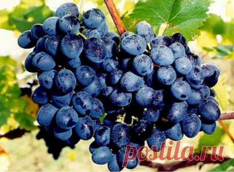 Как вырастить саженцы винограда 🚩 как вырастить саженцы винограда 🚩 Сад и огород
