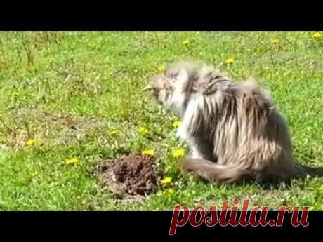 Cat and mole funny