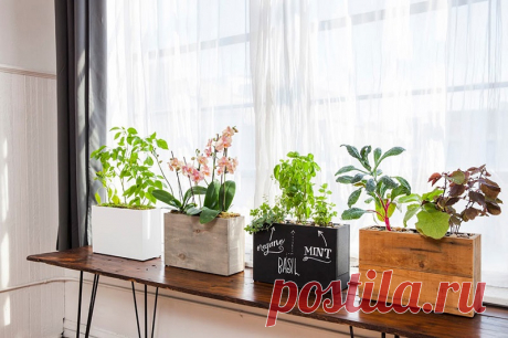 Вот какими комнатными растениями стоит обзавестись, чтобы наполнить дом хорошей энергетикой 
Люди обзаводятся комнатными растениями по множеству причин. Чтобы украсить дом или же чтобы очистить воздух. Но это далеко не всё, на что они способны. Некоторые растения помогают наполнить дом полож…
