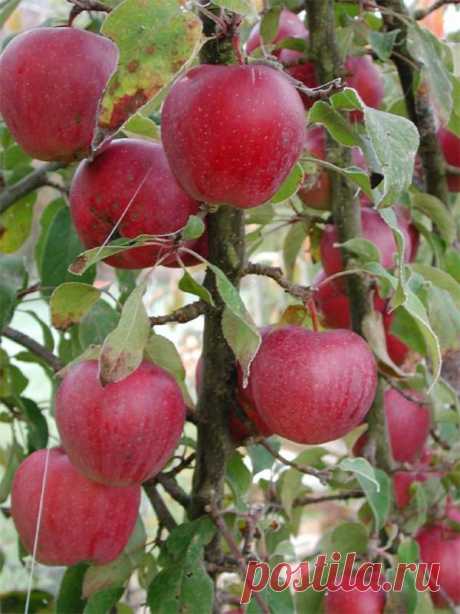 Какие яблони лучше посадить на даче в первую очередь, чтобы получить урожай яблок летом?