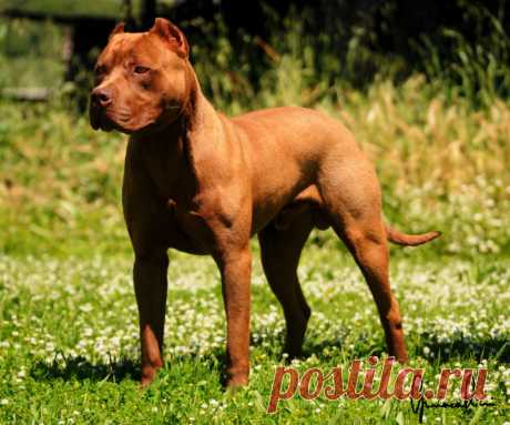 pitbull terrier for sale - Поиск в Google