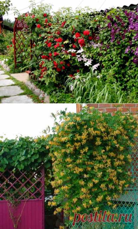 Лианы для сада: апофеоз вертикального озеленения | Наш уютный дом