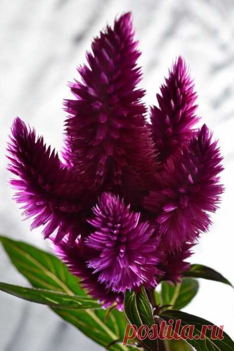 Purple Celosia
