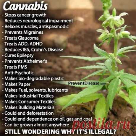 Timeline Photos - Cannabis Planet TV