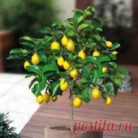 15 Edible Fruit Meyer Lemon Seeds, Exotic Citrus Bonsai Lemon, Tree Fresh Seeds   |  Pinterest