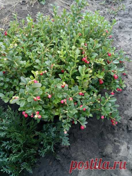 Брусника обыкновенная (Vaccinium vitis-idaea)