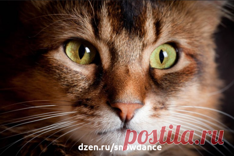 Как понять свою кошку: искусство общения с кошками | КотоВедение | Дзен