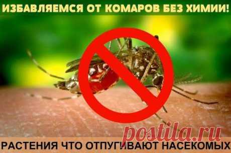ИЗБАВИТЬСЯ ОТ КОМАРОВ БЕЗ ХИМИИ!!!  Растения, которые отпугивают насекомых