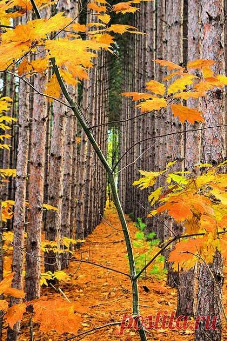 Autumn path mother nature moments - Beautiful Mother Nature