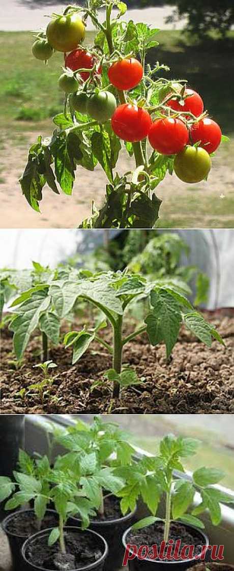 Тайны выращивания помидор.