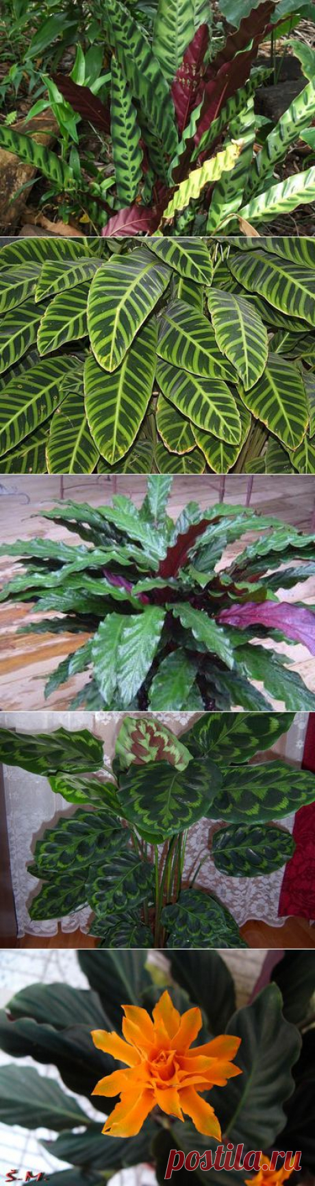 Растение калатея («молитвенный цветок»): фото, описание видов, уход и размножение в домашних условиях