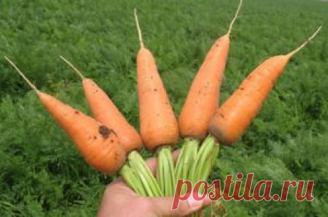 Посадка моркови | Любимый сад - огород