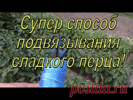 Как подвязать сладкий перец за 5 минут самым простым способом.