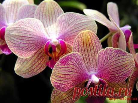 Самые АЗЫ Основные принципы правильного ухода за орхидеей