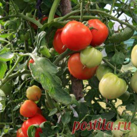 Усадьба | Огородник : Секреты пасынкования, окучивания и подвязки томатов