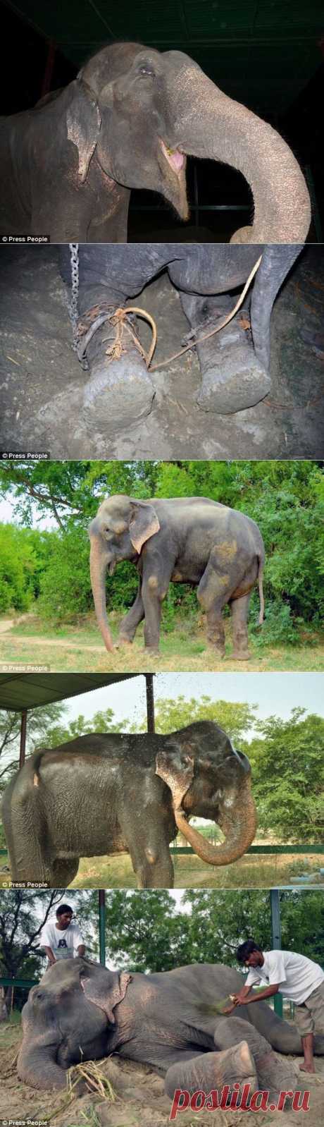 Спасение слона, проведшего 50 лет в неволе, который плакал от счастья • НОВОСТИ В ФОТОГРАФИЯХ