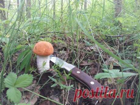 Когда собирать грибы: народные приметы в помощь любителям тихой охоты