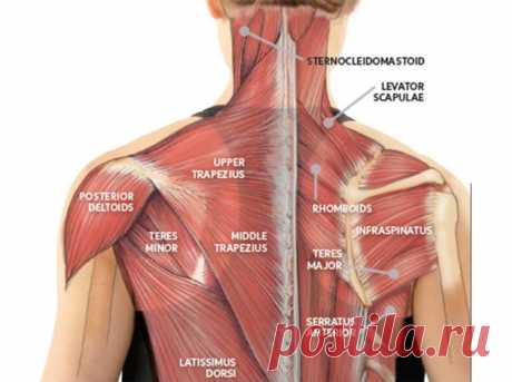 Анатомия йоги:  как снять напряжение в шее и исправить сутулость? Занятия для начинающих