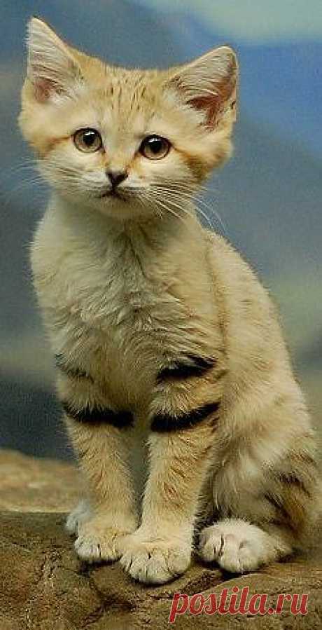 don't call me betty (Sand cat)