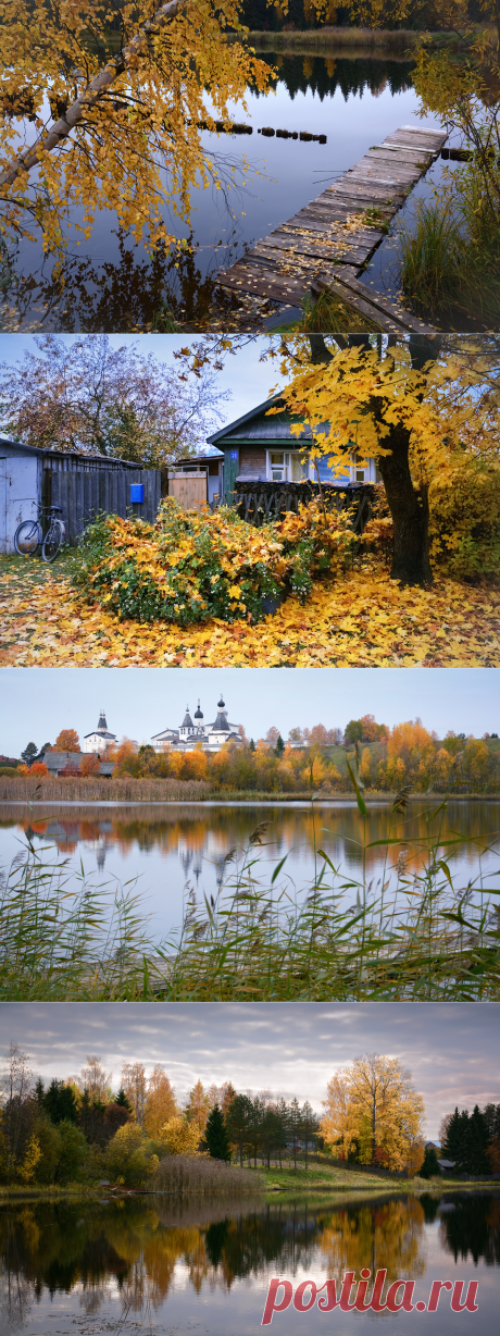 «Меж берёз и сосен тихо бродит осень»,...Фотограф Марина Никифорова.