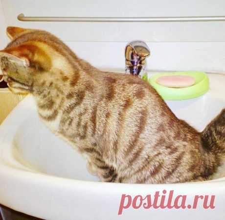 Как приучить котенка к туалету? 5 секретов от опытных заводчиков. | Котов много не бывает | Яндекс Дзен