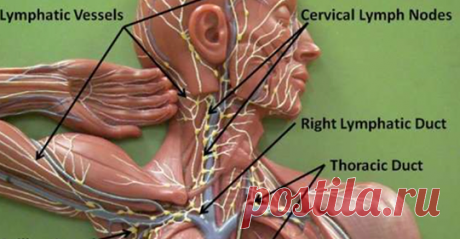 Очистите токсины из организма: 11 способов детоксикации вашей лимфатической системы Это важно!