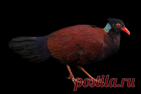 A Temmincks Tragopan Tragopan Temminckii From Sylvan Heights Waterfowl Park Stock Photo | Getty Images