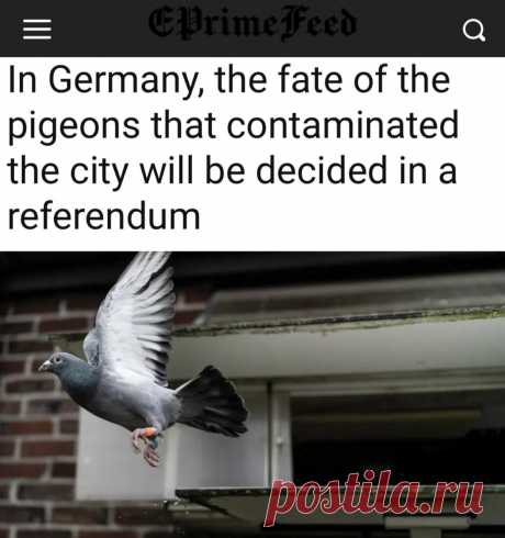 «В Германии проведут референдум по поводу того, нужно ли убивать голубей»:
