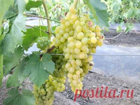 Виноград Арсеньевский - описание и особенности сорта, выращивание и уход