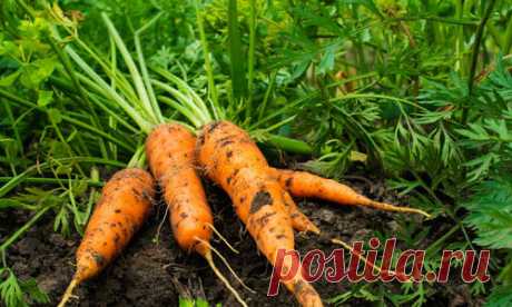 Выращивание моркови. Опыт лентяя