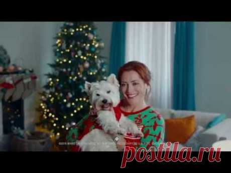 «Студия собачьего дизайна»: бренд кормов Cesar вовлёк собак в создание лимитированной коллекции рождественских свитеров