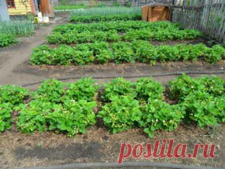 Вкусный Огород: Признаки недостатка питательных веществ у растений