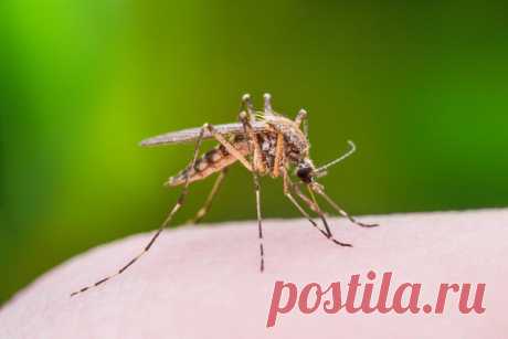 Тестируем натуральные средства от комаров: пятерка лучших