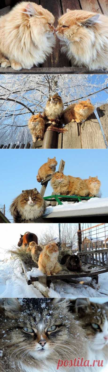 Суровые сибирские котики - Путешествуем вместе
