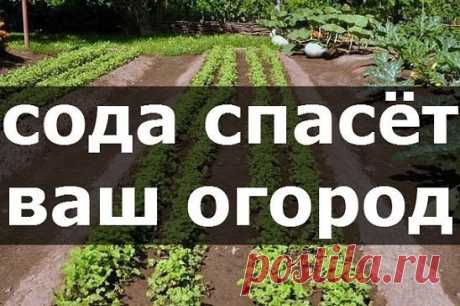 сода спасет ваш огород