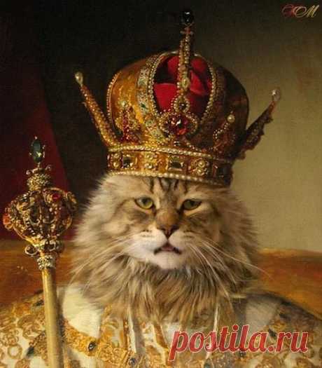 Король Кот
